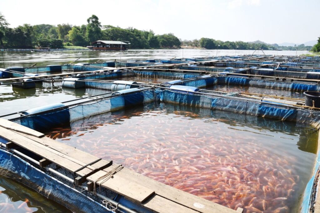 Fish Farming Business | Fish Farming | 
मछली पालन का बिजनेस कैसे शुरू करें
