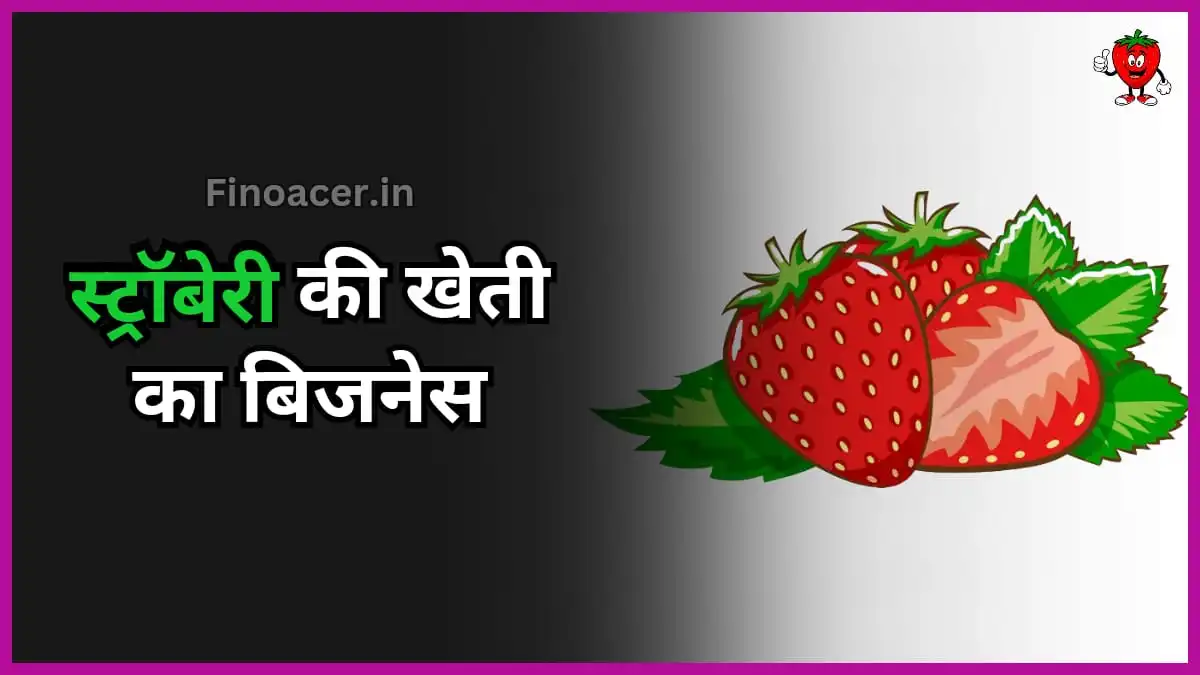 स्ट्रॉबेरी की खेती का बिजनेस | Strawberry Farming Business In Hindi | Strawberry Farming