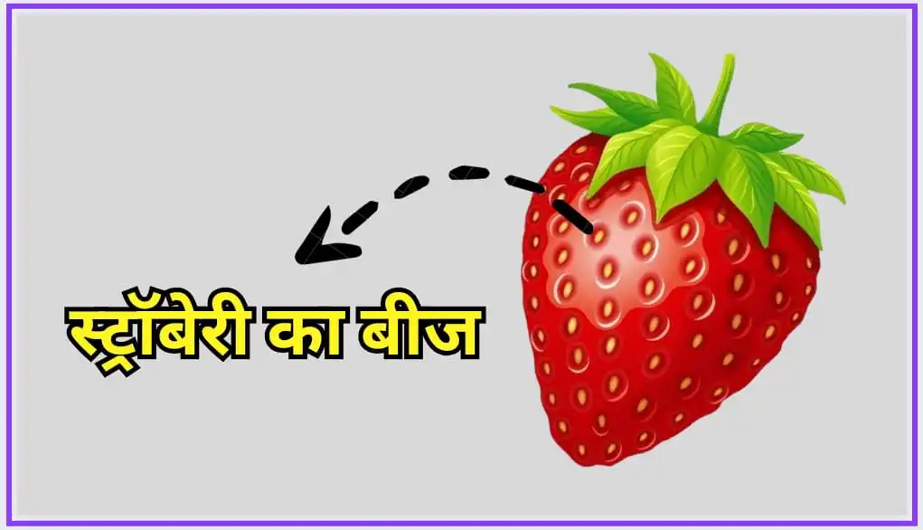 स्ट्रॉबेरी की खेती का बिजनेस | Strawberry Farming Business In Hindi | Strawberry Farming