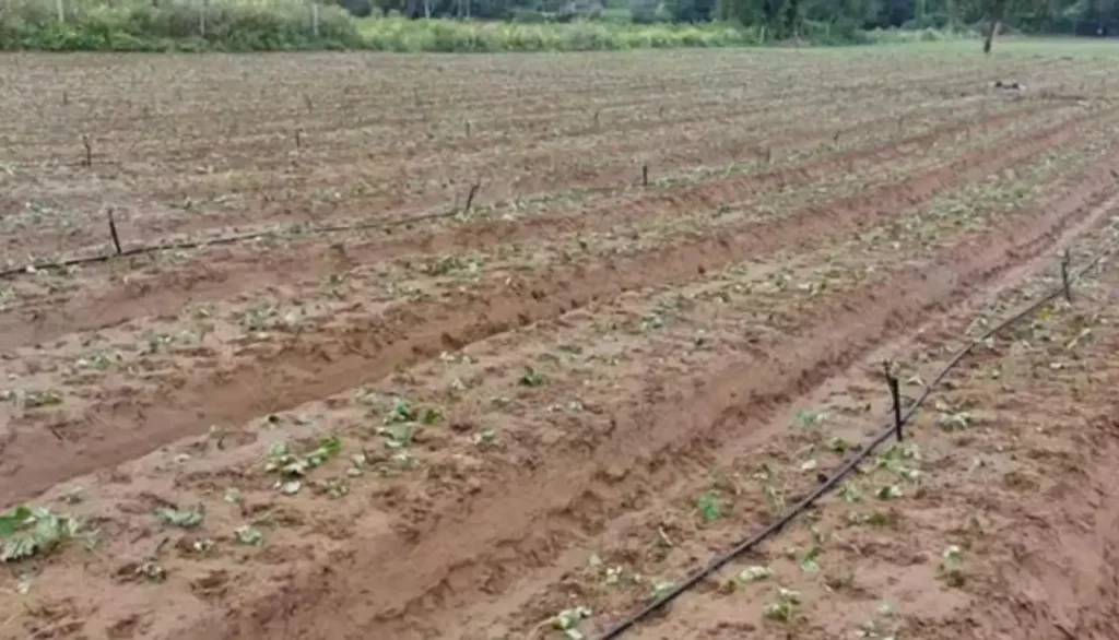 स्ट्रॉबेरी की खेती का बिजनेस | Strawberry Farming Business In Hindi | Strawberry Farming